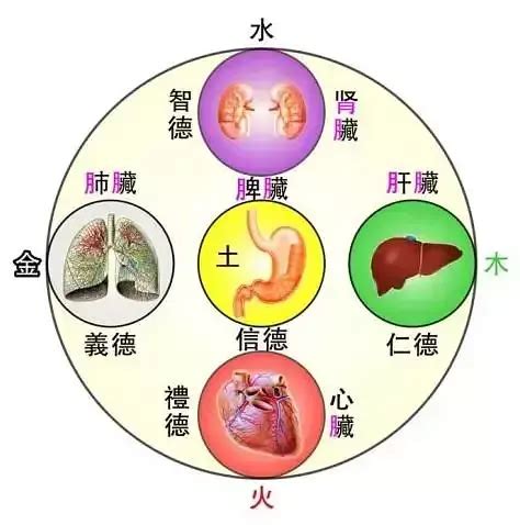 五腑|五臟六腑